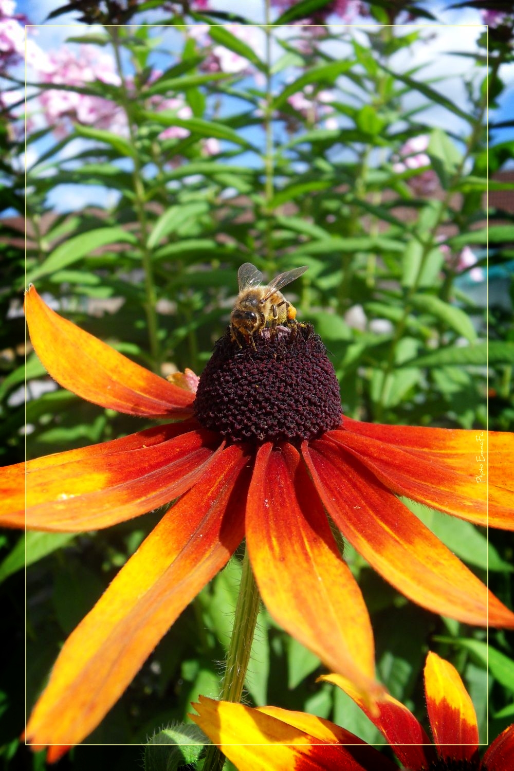 Fonds d'cran Animaux Insectes - Abeilles Gupes ... 