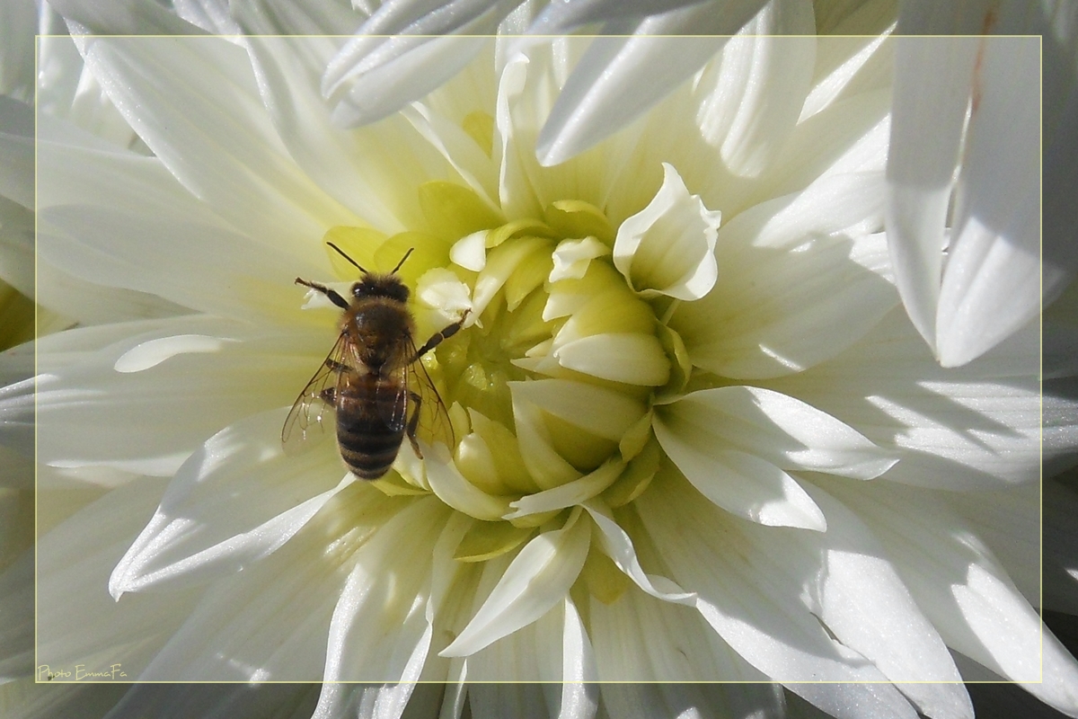 Fonds d'cran Animaux Insectes - Abeilles Gupes ... 