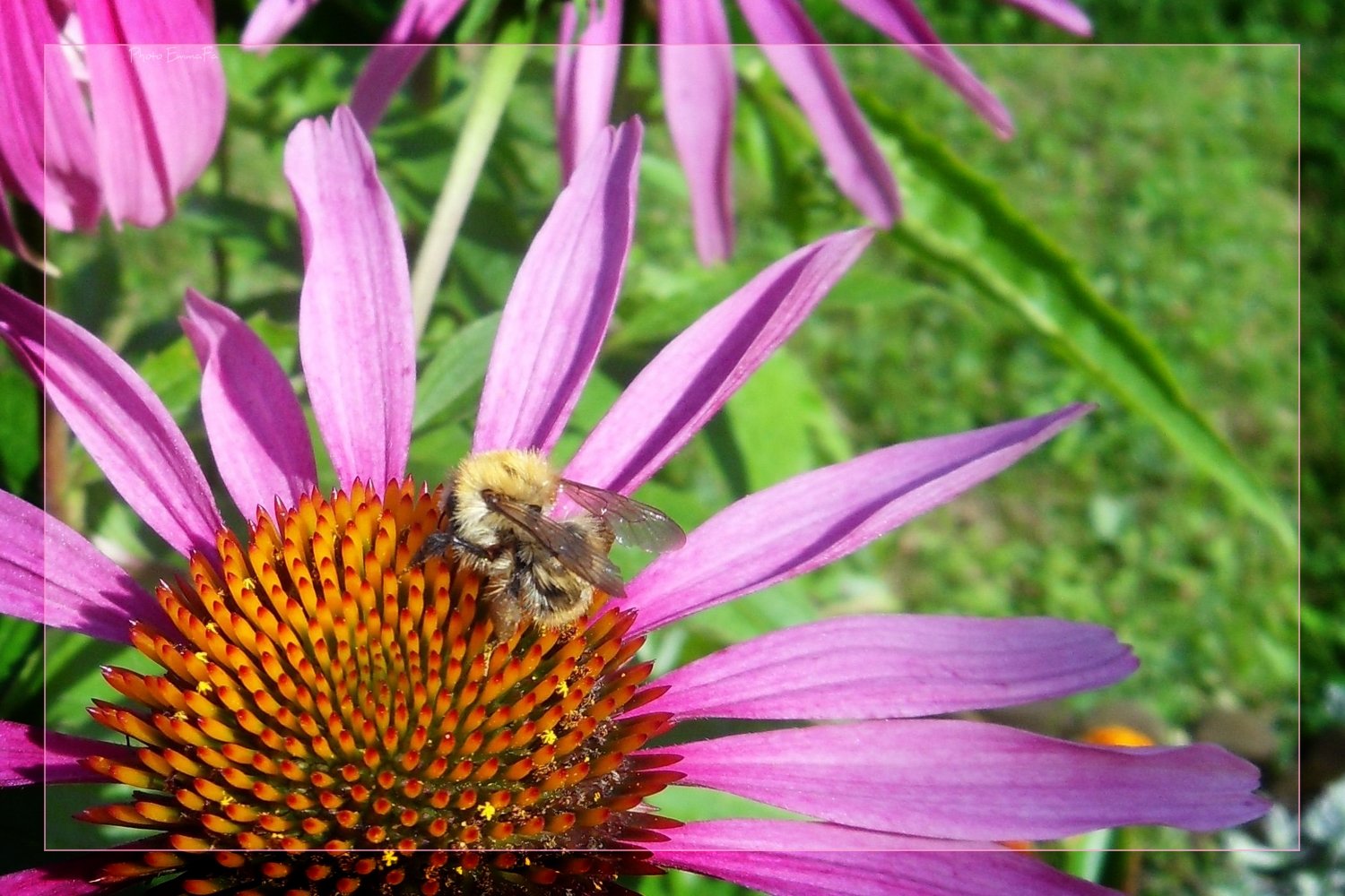 Fonds d'cran Animaux Insectes - Abeilles Gupes ... 