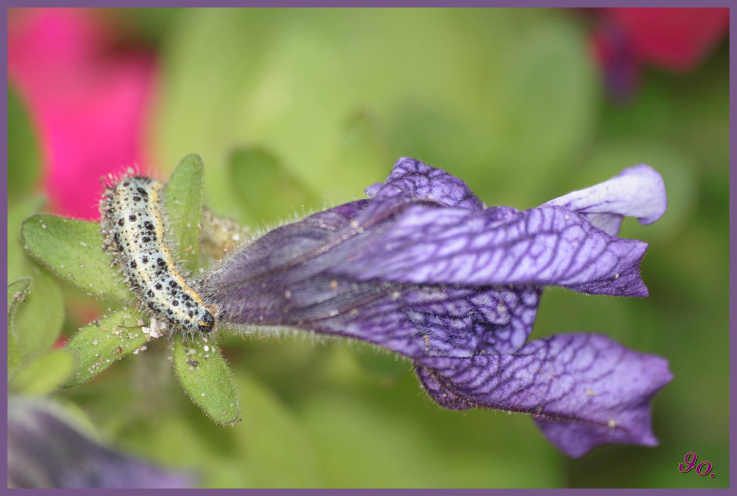 Wallpapers Animals Insects - Caterpillars chenille