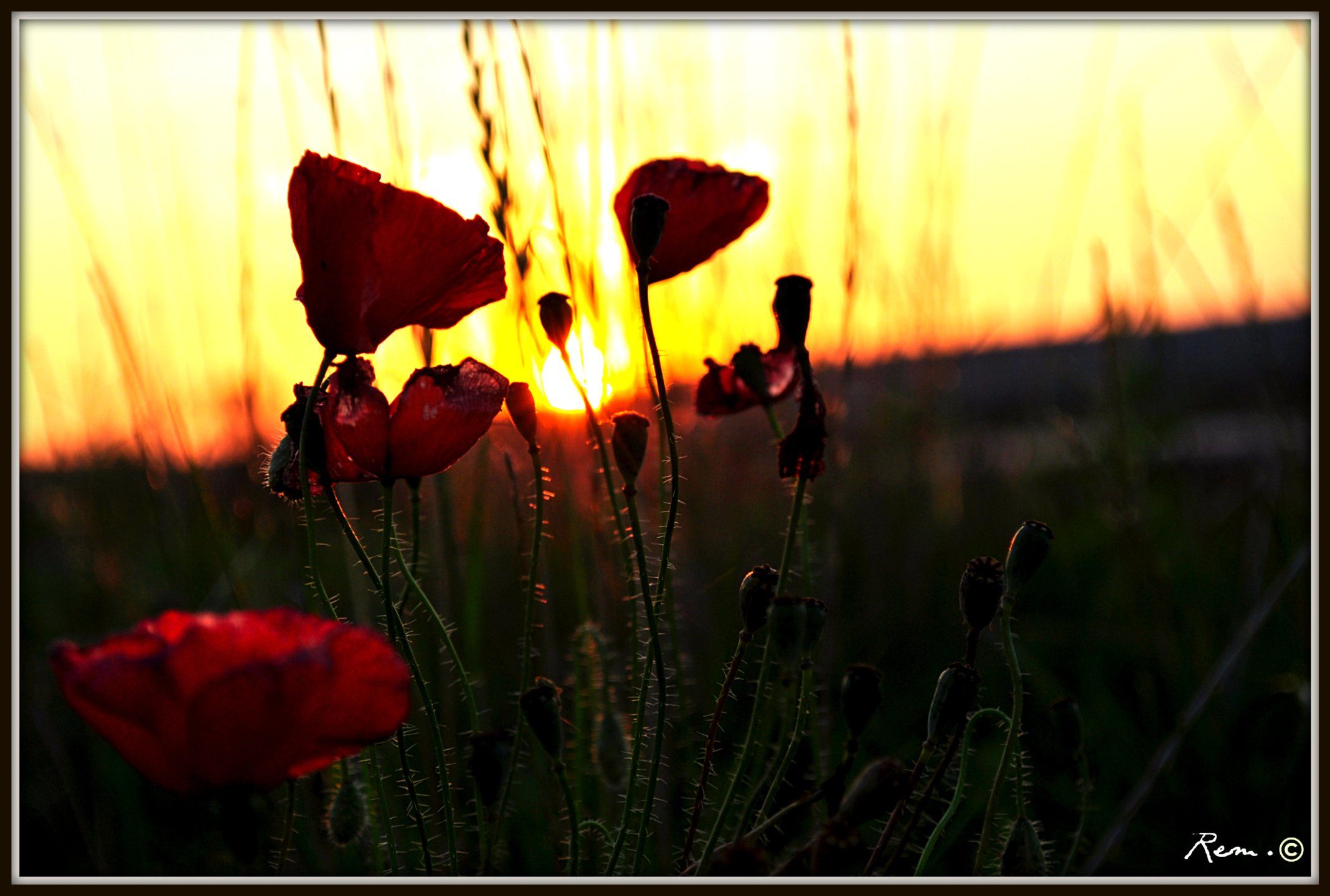 Fonds d'cran Nature Couchers et levers de Soleil coquelicot