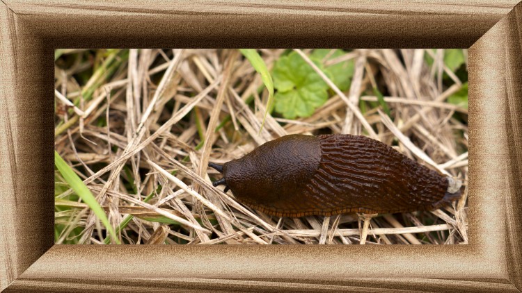 Fonds d'cran Animaux Escargots - Limaces escargot sans-abri