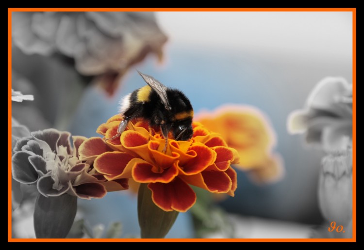 Fonds d'cran Animaux Insectes - Abeilles Gupes ... Bourdon qui butine 