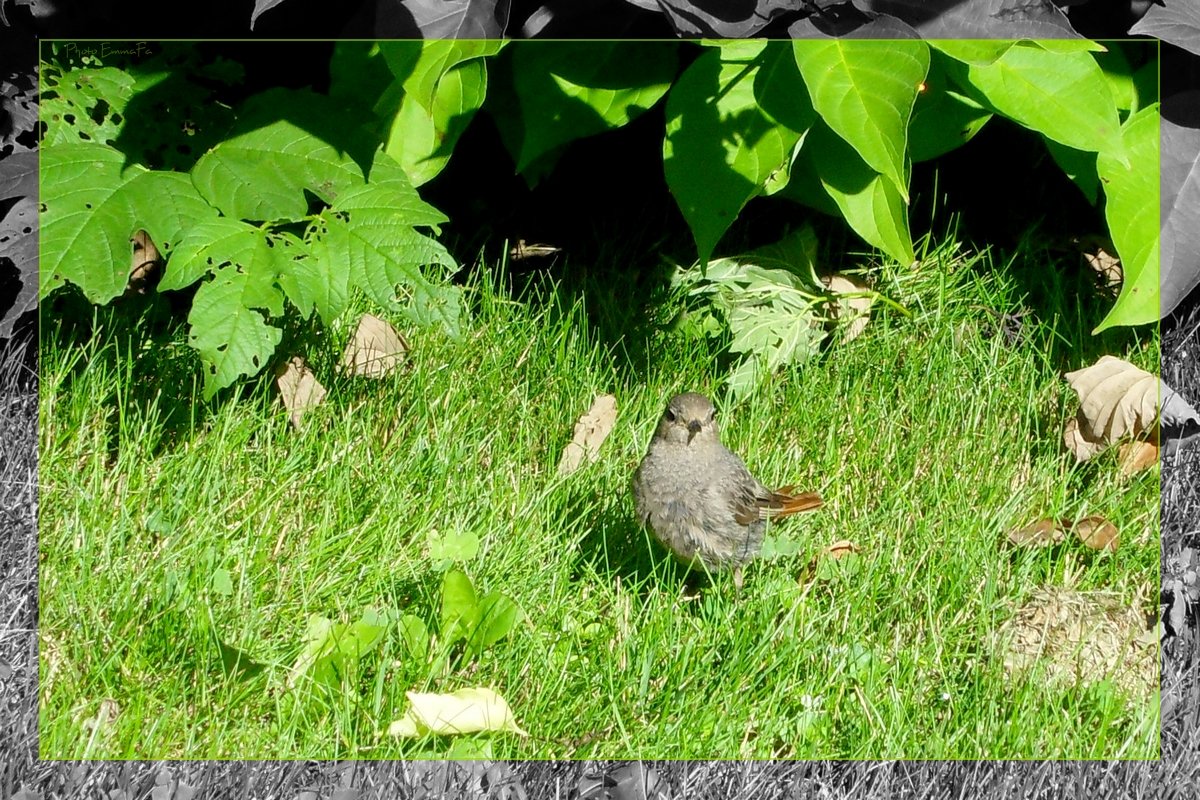 Wallpapers Animals Birds - Sparrows 