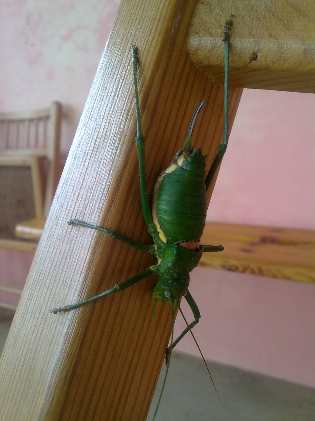 Fonds d'cran Animaux Insectes - Divers 