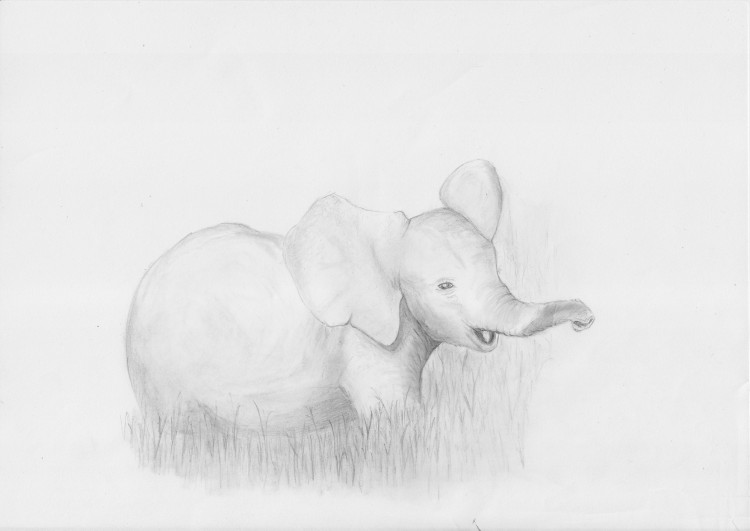 Wallpapers Art - Pencil Animals - Elephants ele