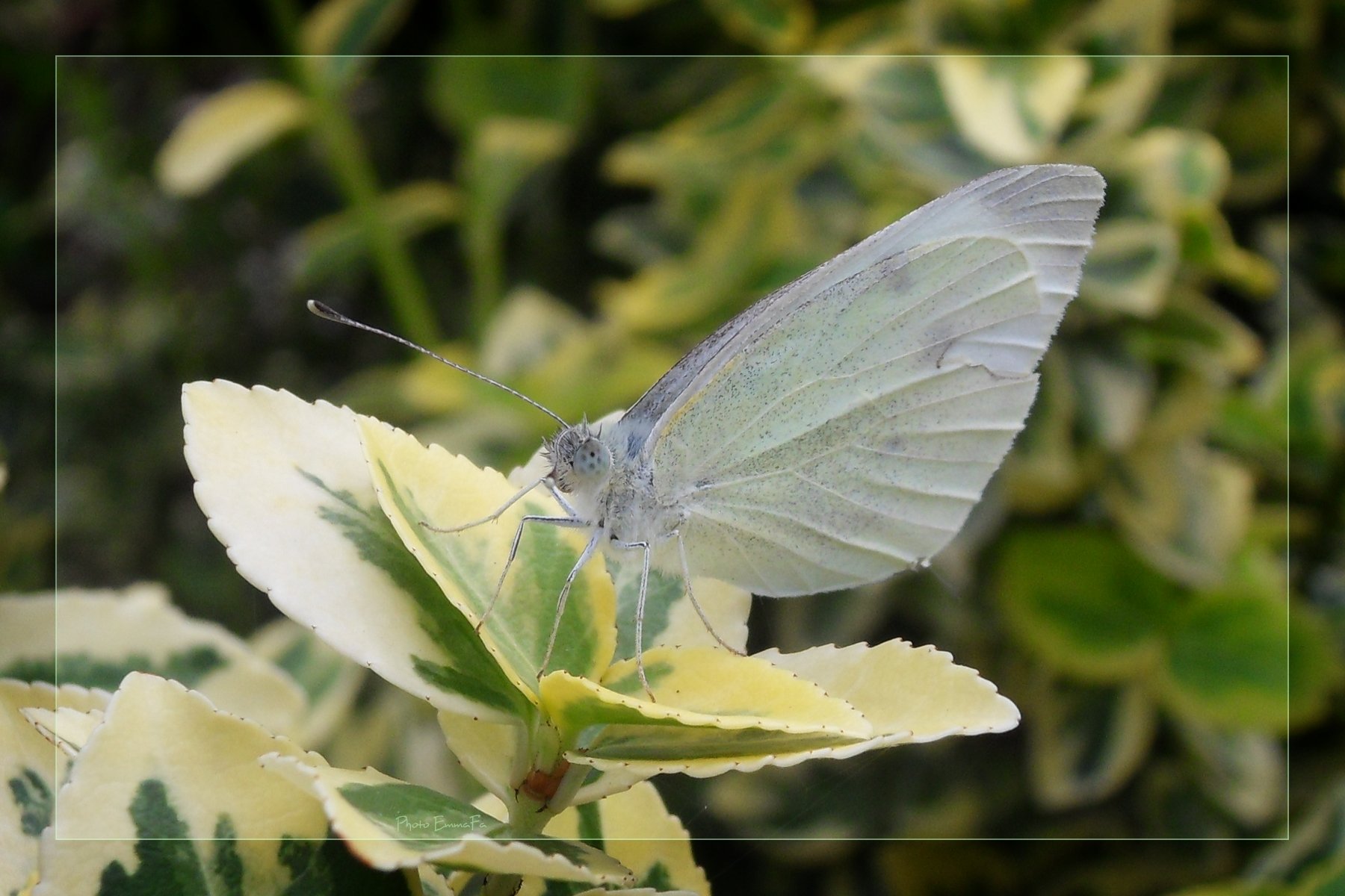 Wallpapers Animals Insects - Butterflies 