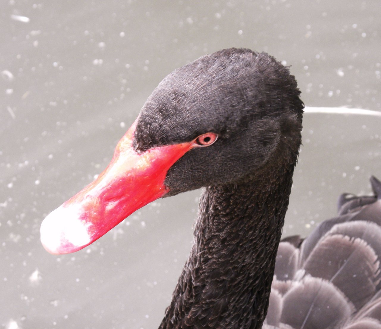 Wallpapers Animals Birds - Ducks 