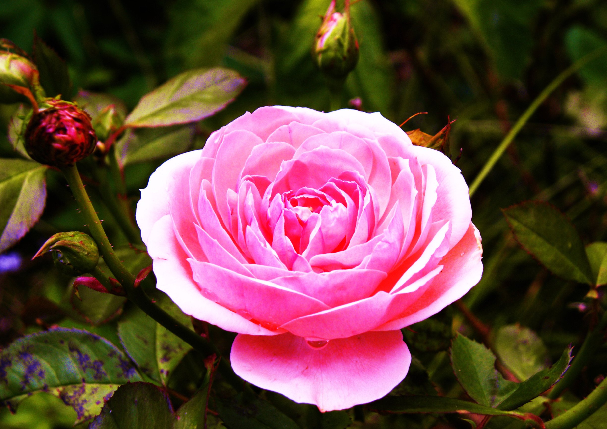 Wallpapers Nature Flowers rose bonbon