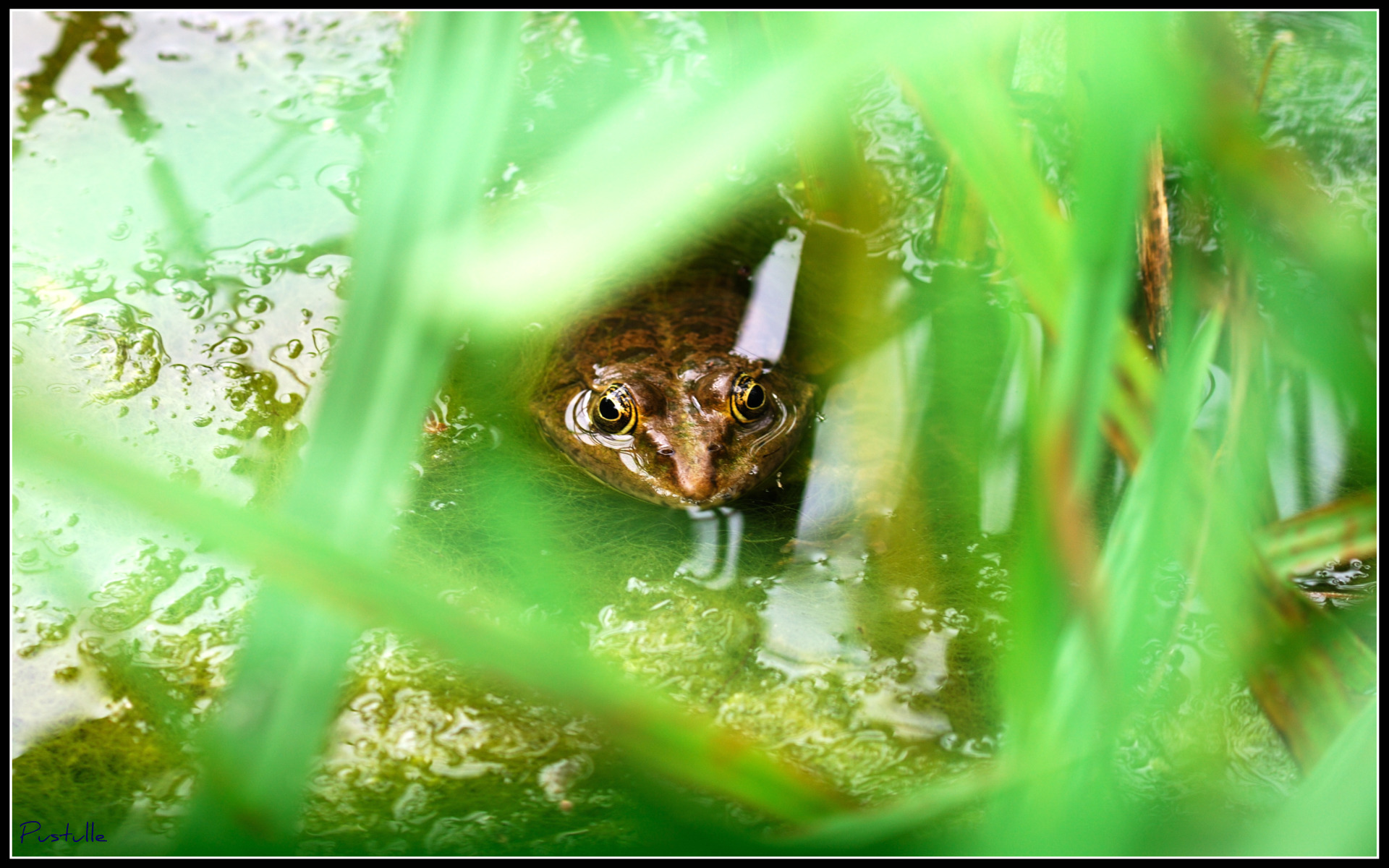 Fonds d'cran Animaux Grenouilles - Crapauds 