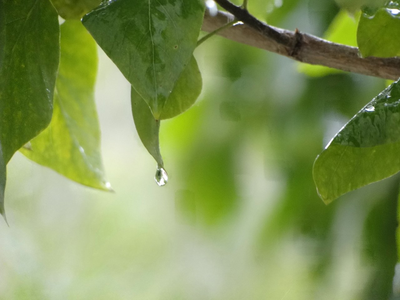 Wallpapers Nature Water - Drops goutte d'eau