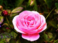 Wallpapers Nature rose bonbon