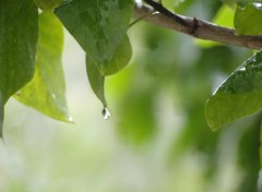 Fonds d'cran Nature goutte d'eau