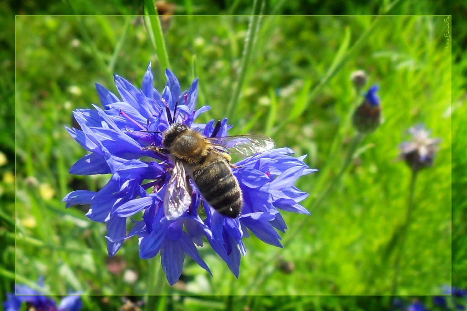 Fonds d'cran Animaux Insectes - Abeilles Gupes ... 