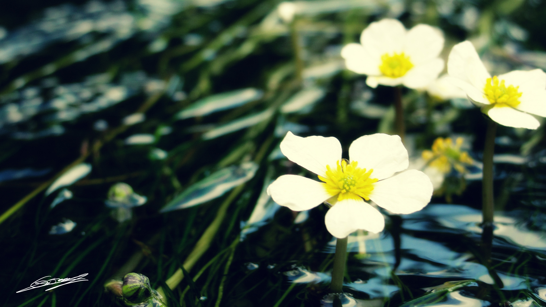 Fonds d'cran Nature Fleurs Effleurer l'eau...encore une fois ...