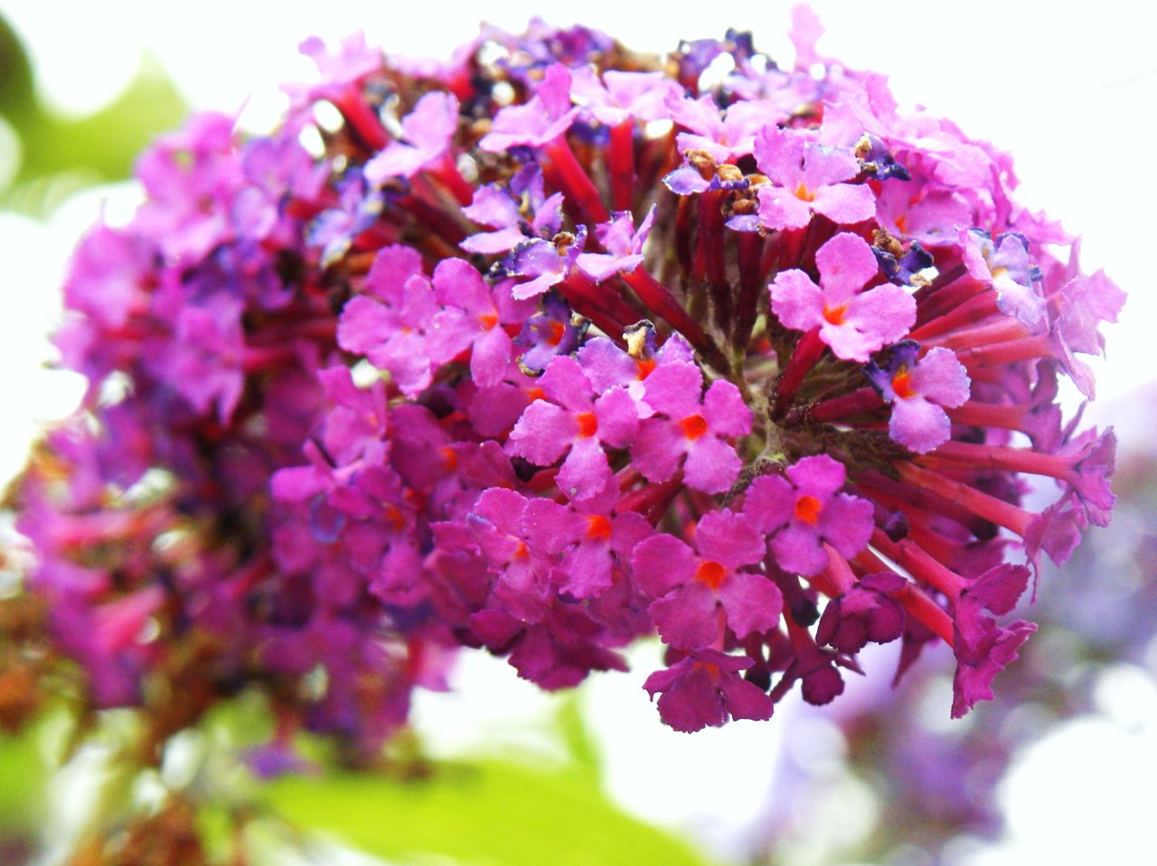 Fonds d'cran Nature Fleurs 