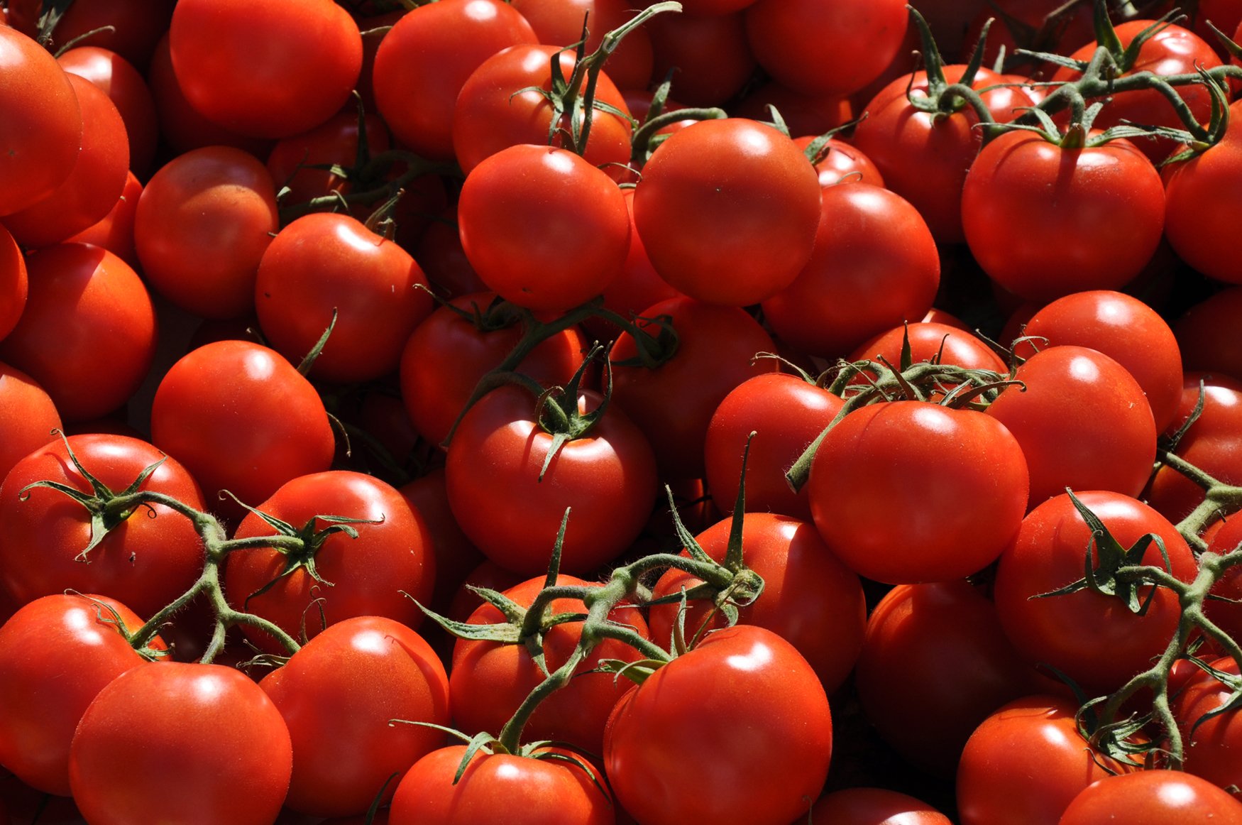 Fonds d'cran Nature Fruits Tomates