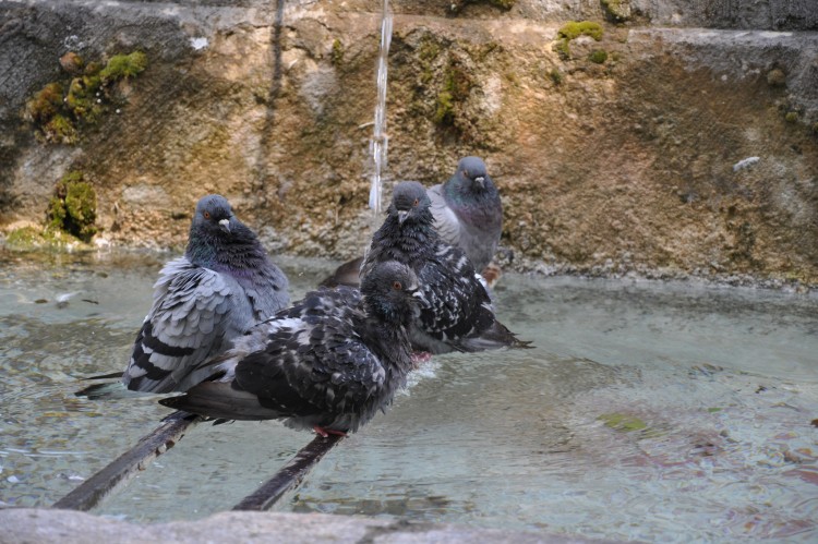 Wallpapers Animals Birds - Pigeons and Doves Trois pigeons qui se rafrassent