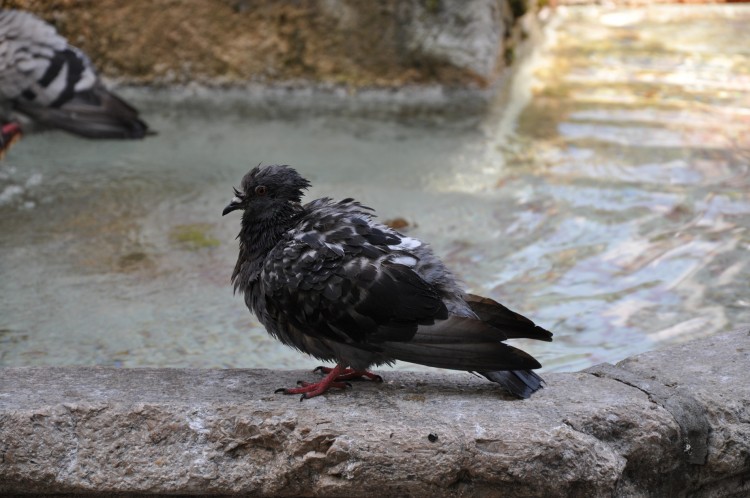 Wallpapers Animals Birds - Pigeons and Doves Pigeon mouill