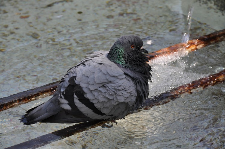 Fonds d'cran Animaux Oiseaux - Pigeons et Tourterelles Gros pigeon