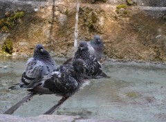 Wallpapers Animals Trois pigeons qui se rafrassent