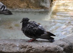 Fonds d'cran Animaux Pigeon mouill