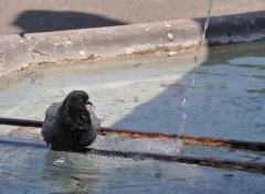 Wallpapers Animals Pigeon intress...