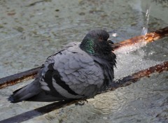 Fonds d'cran Animaux Gros pigeon