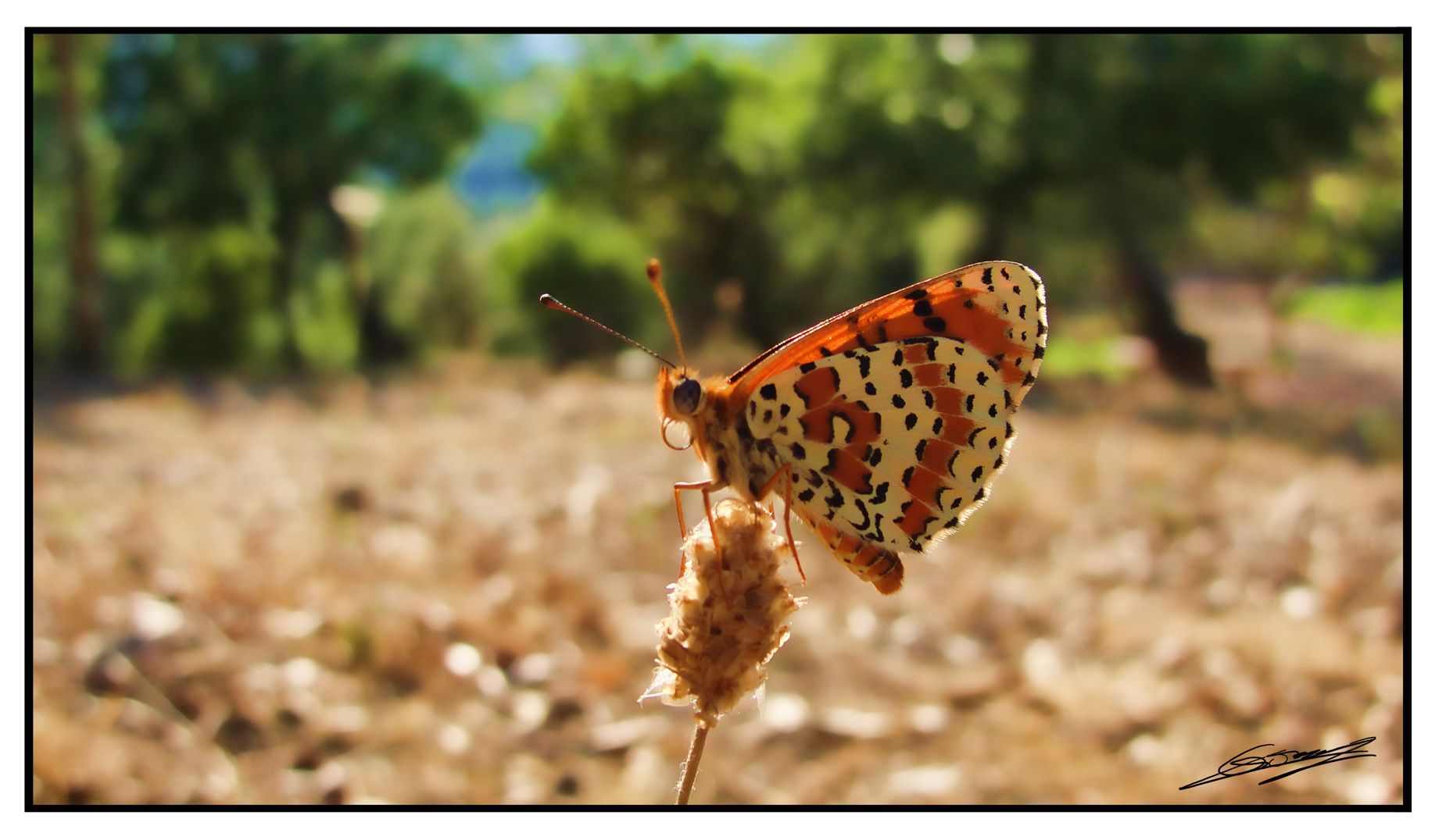 Fonds d'cran Animaux Insectes - Papillons Butterfly