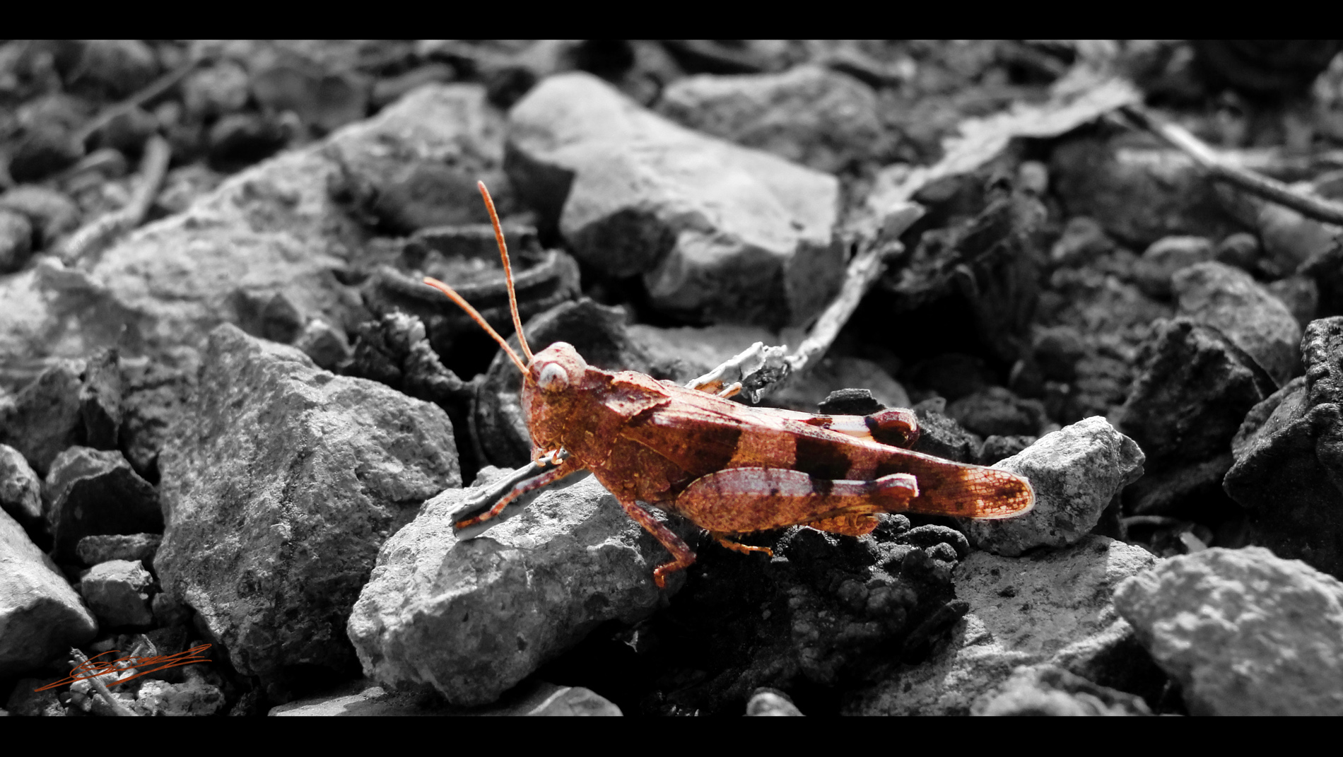 Fonds d'cran Animaux Insectes - Criquets oh le petit criquet !