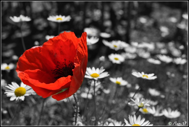 Wallpapers Nature Flowers coquelicot 02