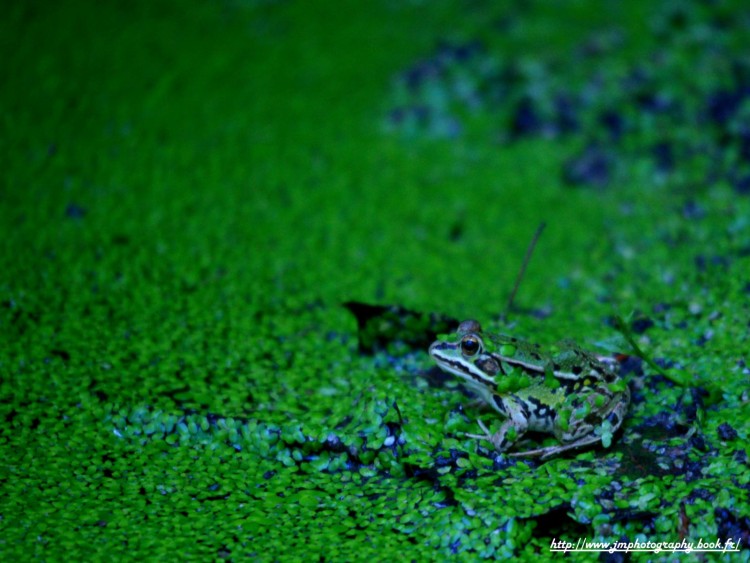 Fonds d'cran Animaux Grenouilles - Crapauds grenouille