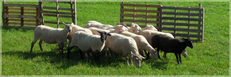 Fonds d'cran Animaux Moutons - Mouflons B