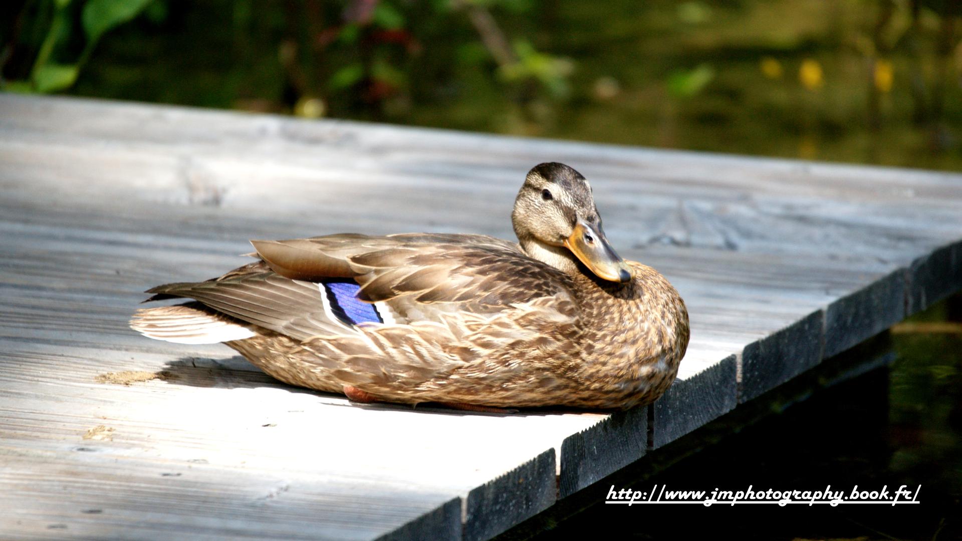 Wallpapers Animals Birds - Ducks repos du canards