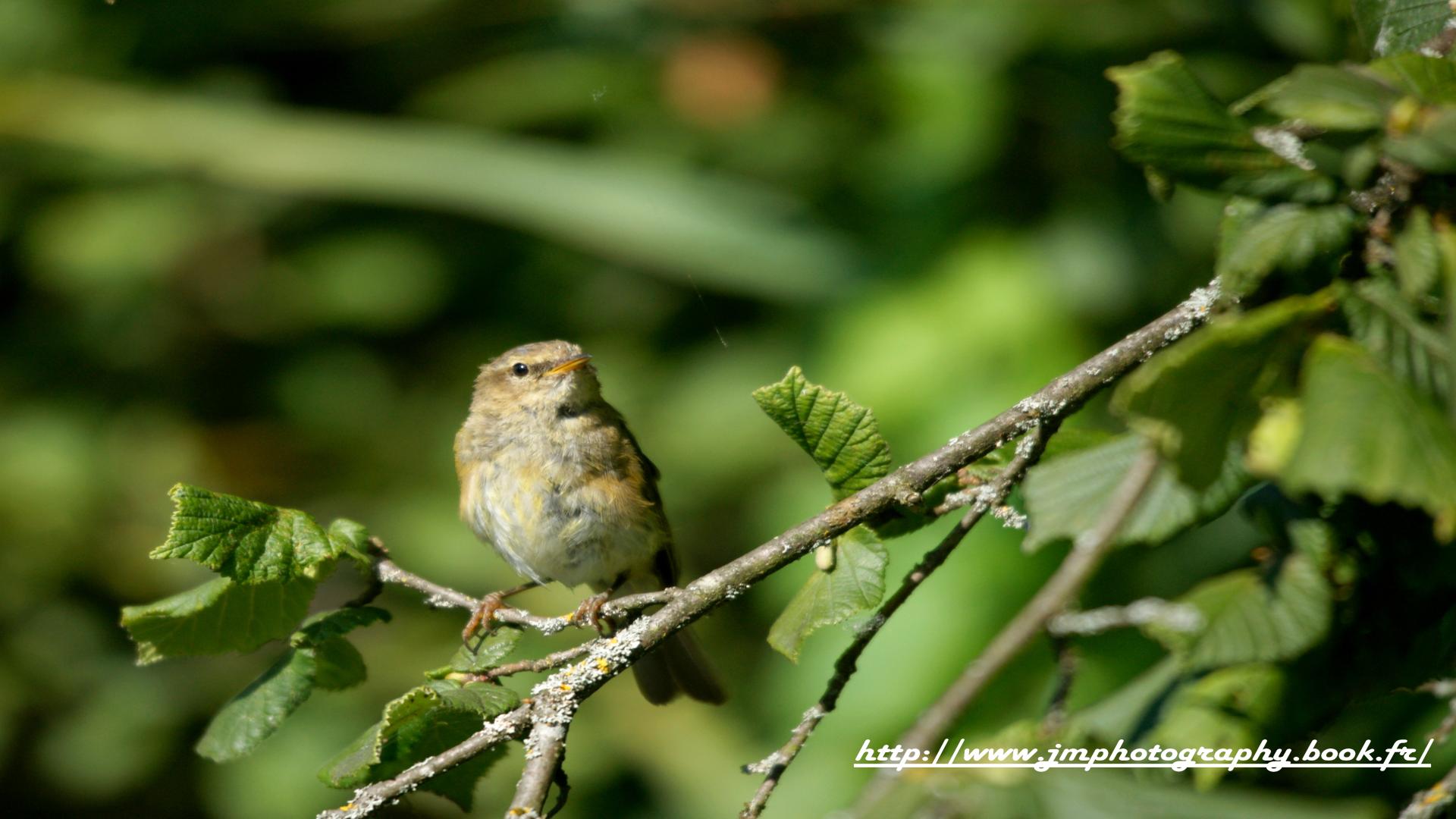 Wallpapers Animals Birds - Misc fauvette