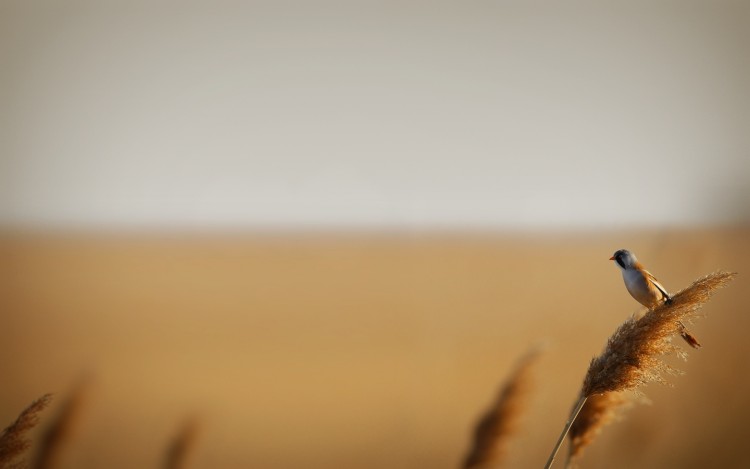 Fonds d'cran Animaux Oiseaux - Divers Oiseau sur un roseau 2