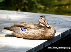 Wallpapers Animals repos du canards