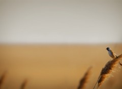 Fonds d'cran Animaux Oiseau sur un roseau 2