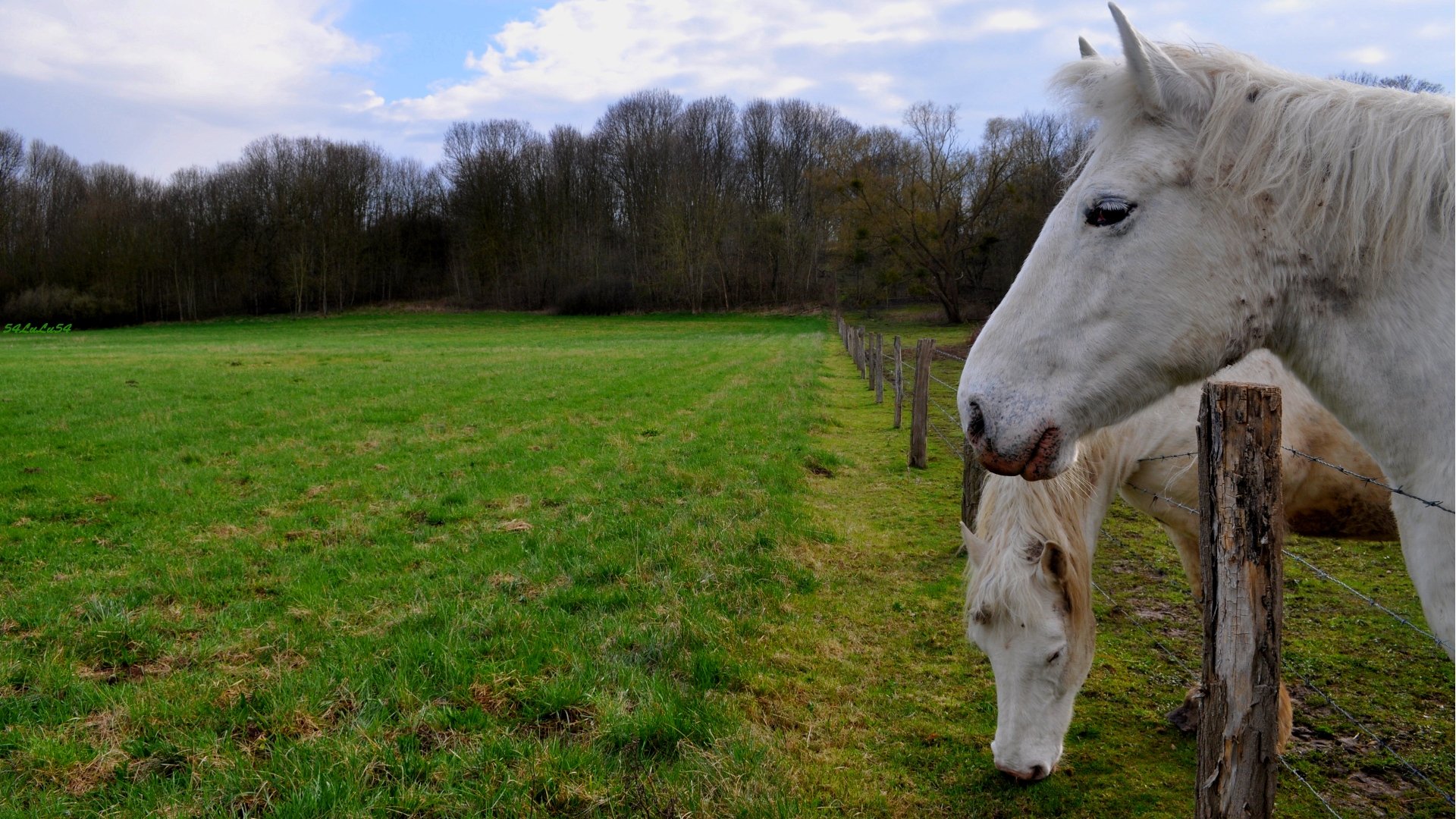 Fonds d'cran Animaux Chevaux CHEVAUX