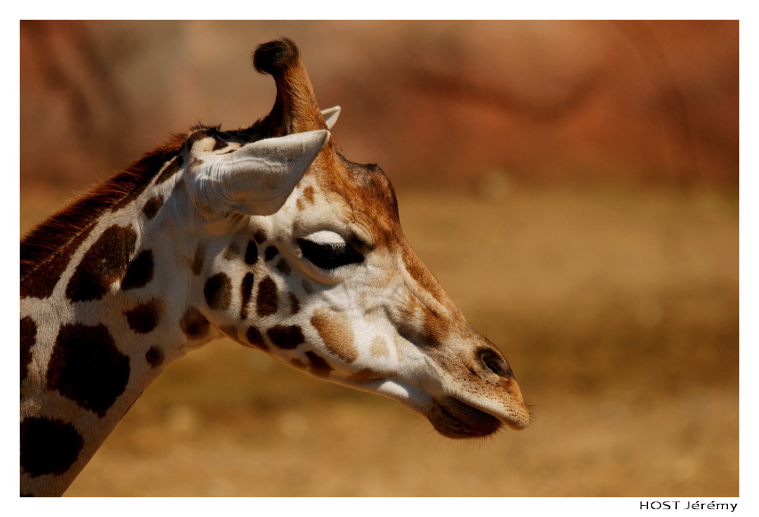 Wallpapers Animals Giraffes Portrait de Girafe . 2