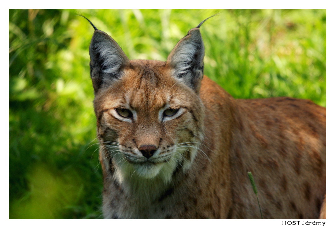 Fonds d'cran Animaux Flins - Lynxs Portrait de Lynx