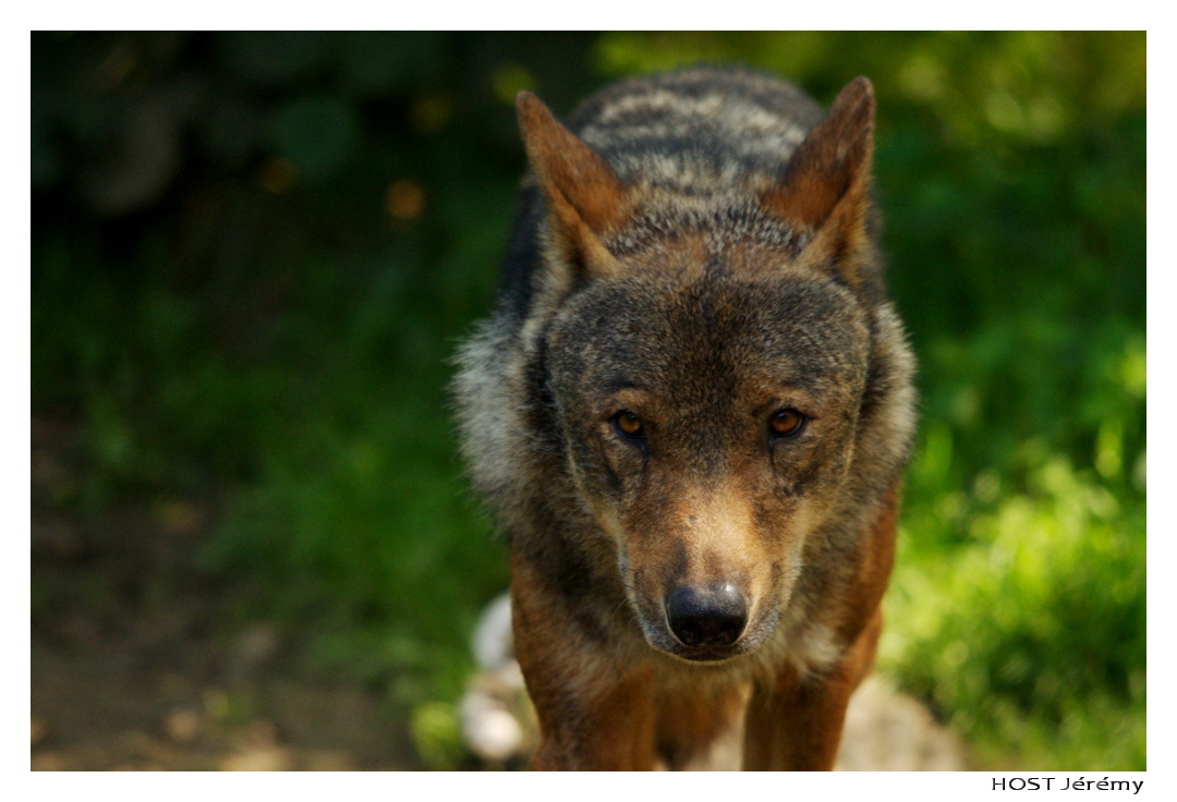 Fonds d'cran Animaux Loups Portrait de Loup . 1