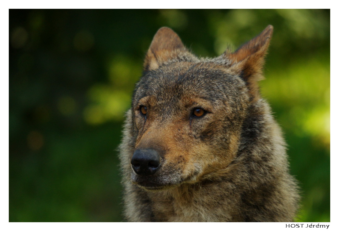 Wallpapers Animals Wolves Portrait de Loup . 3