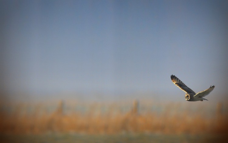 Wallpapers Animals Birds - Owls Hibou des marais