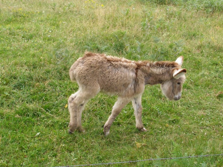 Fonds d'cran Animaux Anes A N O N 