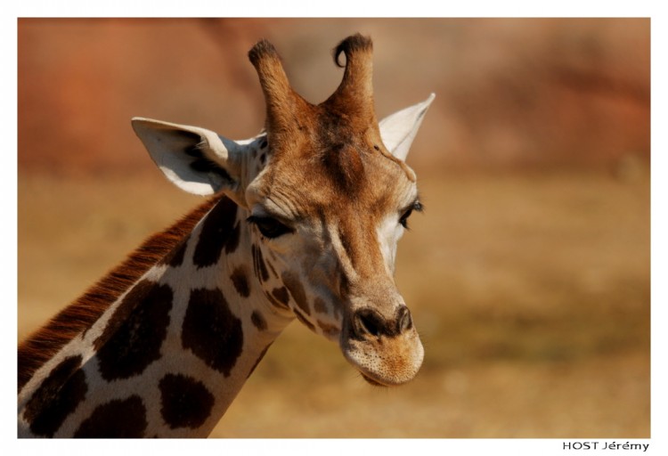 Fonds d'cran Animaux Girafes Portrait de Girafe . 1