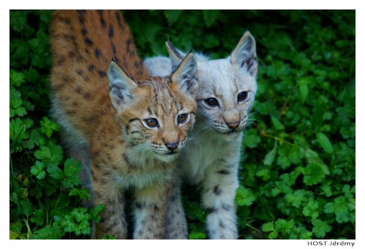 Fonds d'cran Animaux Flins - Lynxs Naissances  Gaia Park (Lynx)