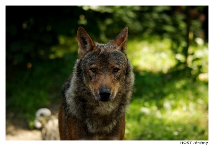 Fonds d'cran Animaux Loups Portrait de Loup . 2