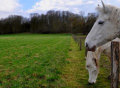 Fonds d'cran Animaux CHEVAUX