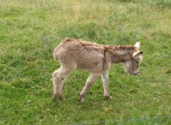 Fonds d'cran Animaux A N O N 